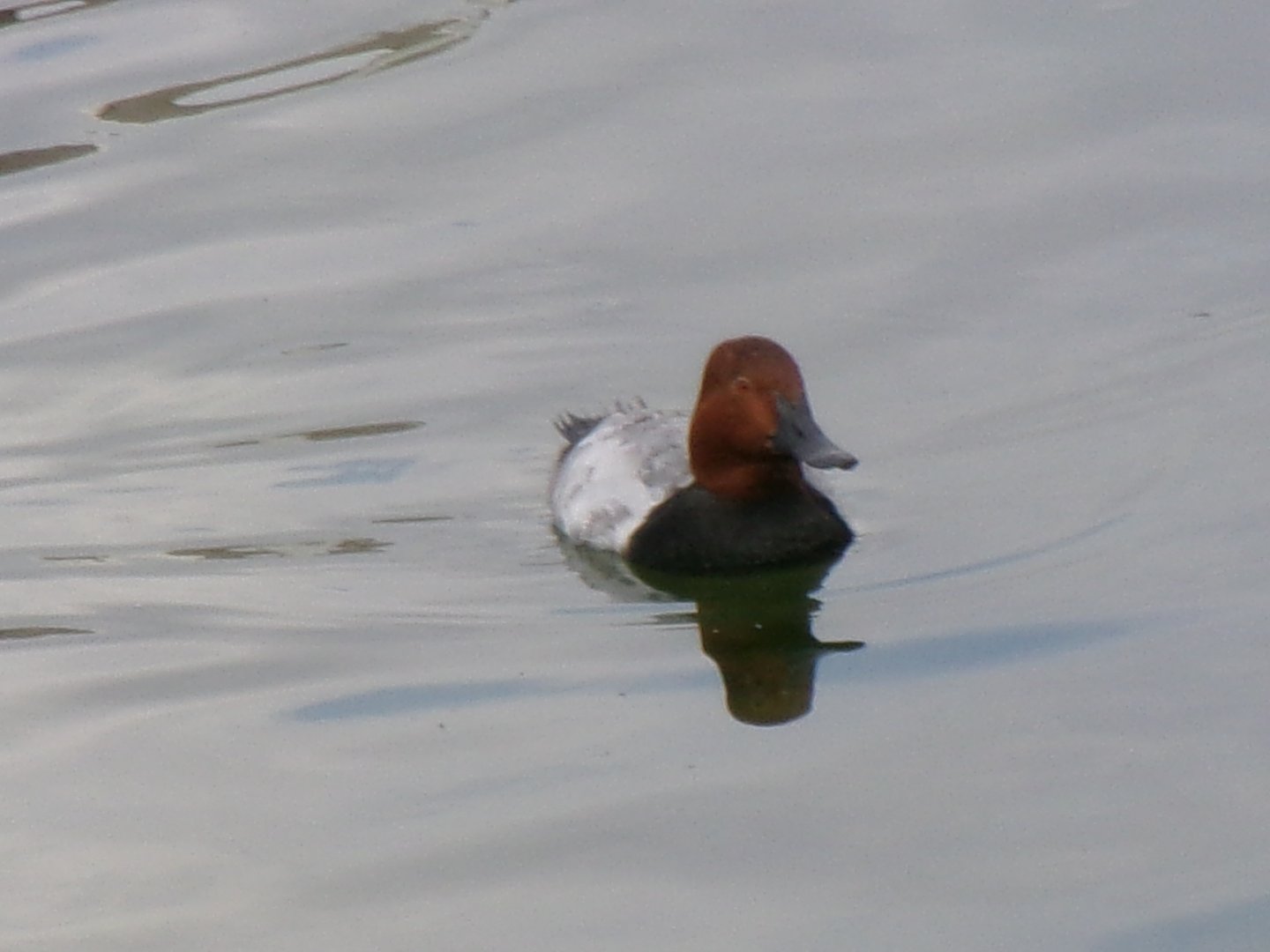 European pochard