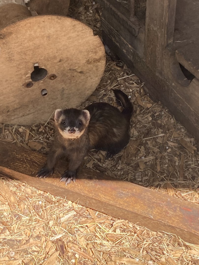European polecat 030820