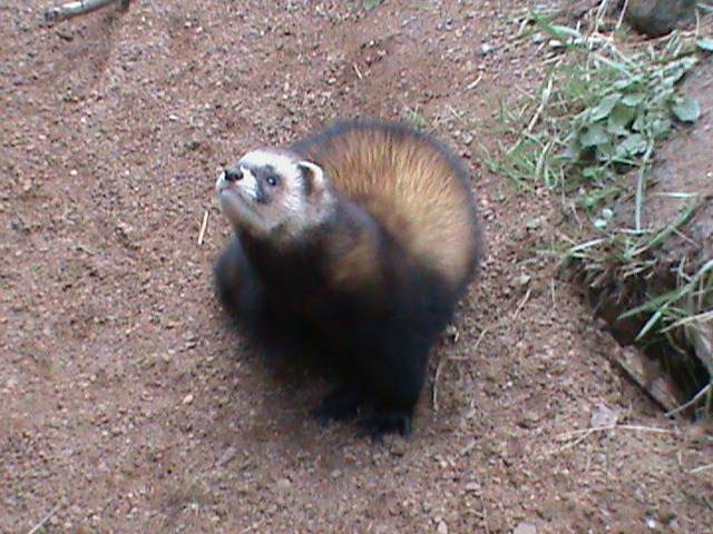 european polecat 050311