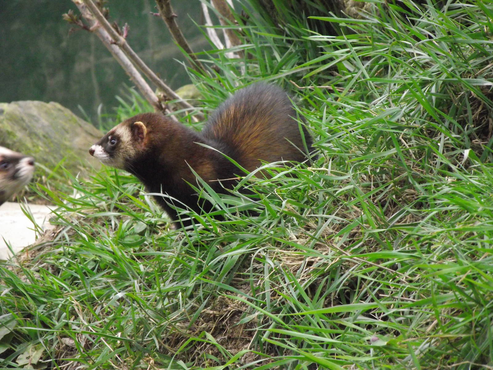 european polecat 050311