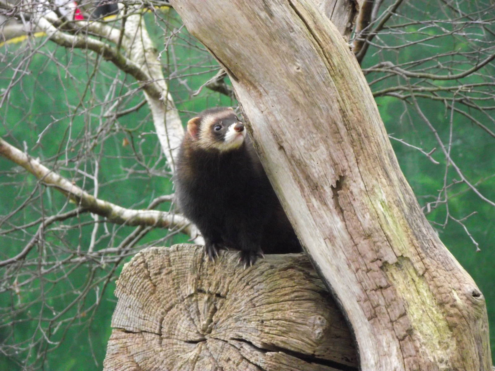 european polecat 050311