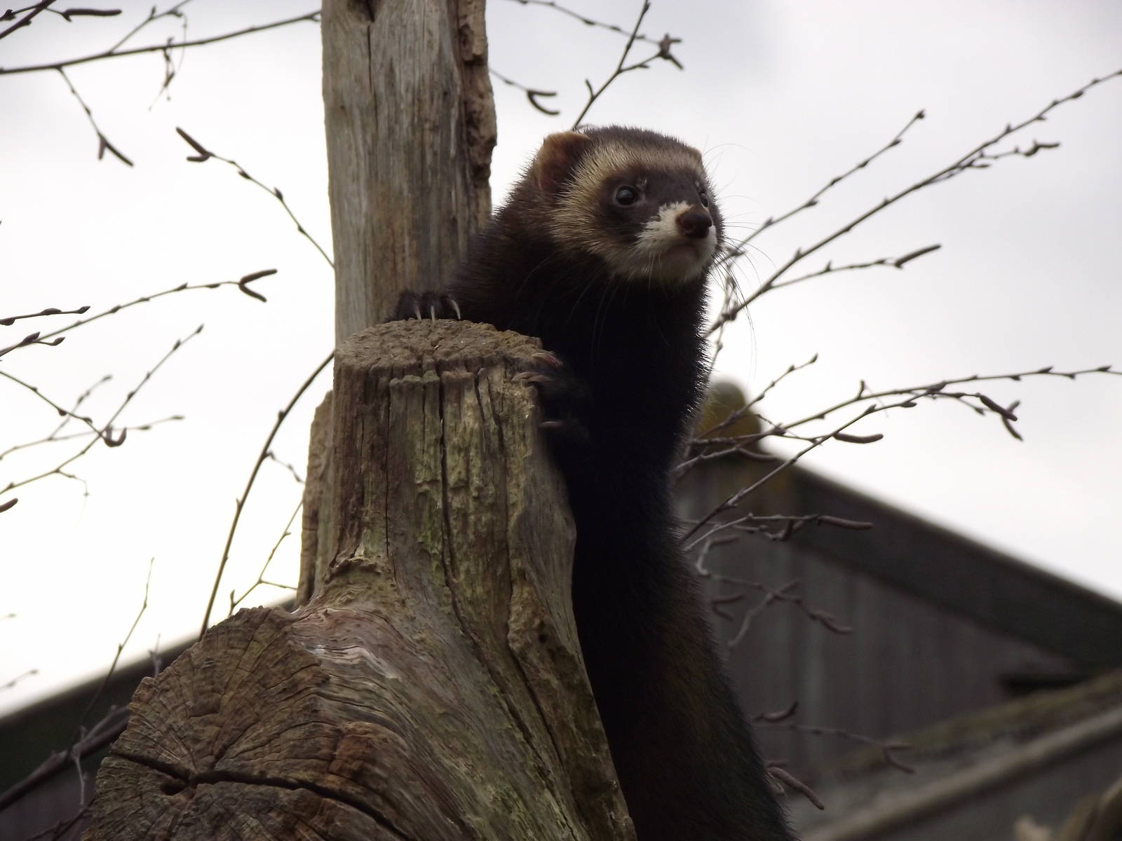 european polecat 050311