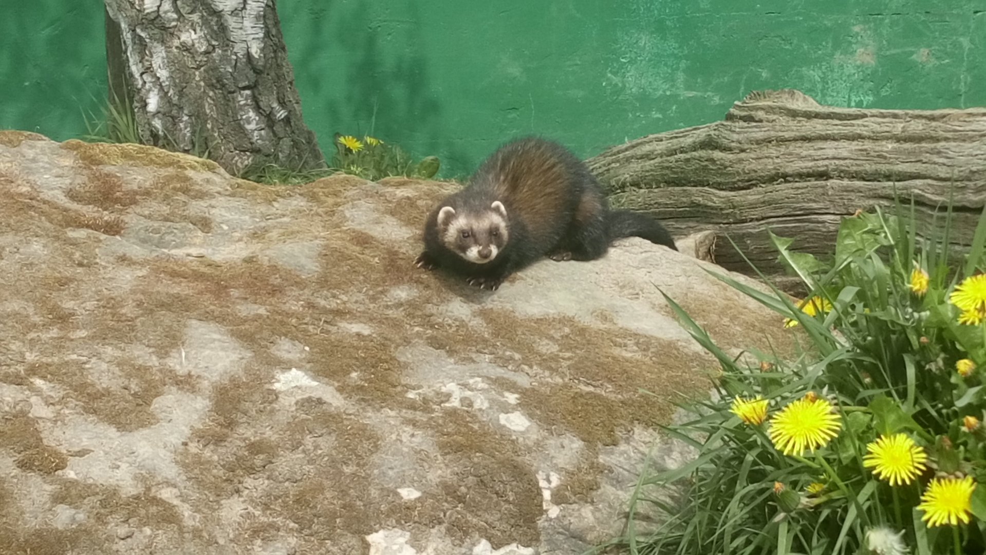 European Polecat 18/4/22