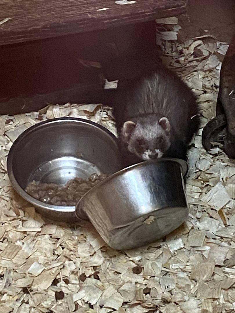 European polecat 250222