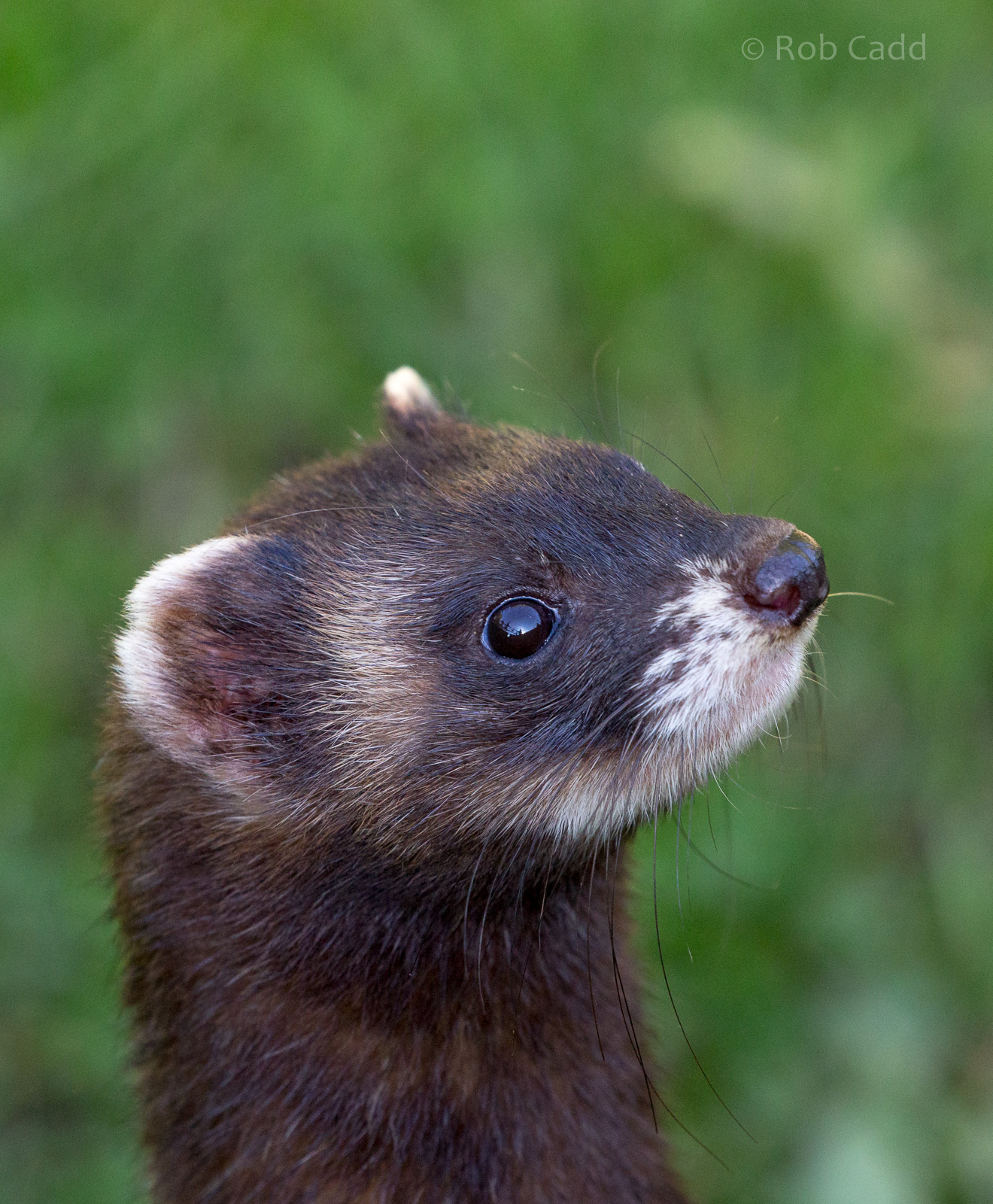 European polecat : British Wildlife Centre : 05 Oct 2018