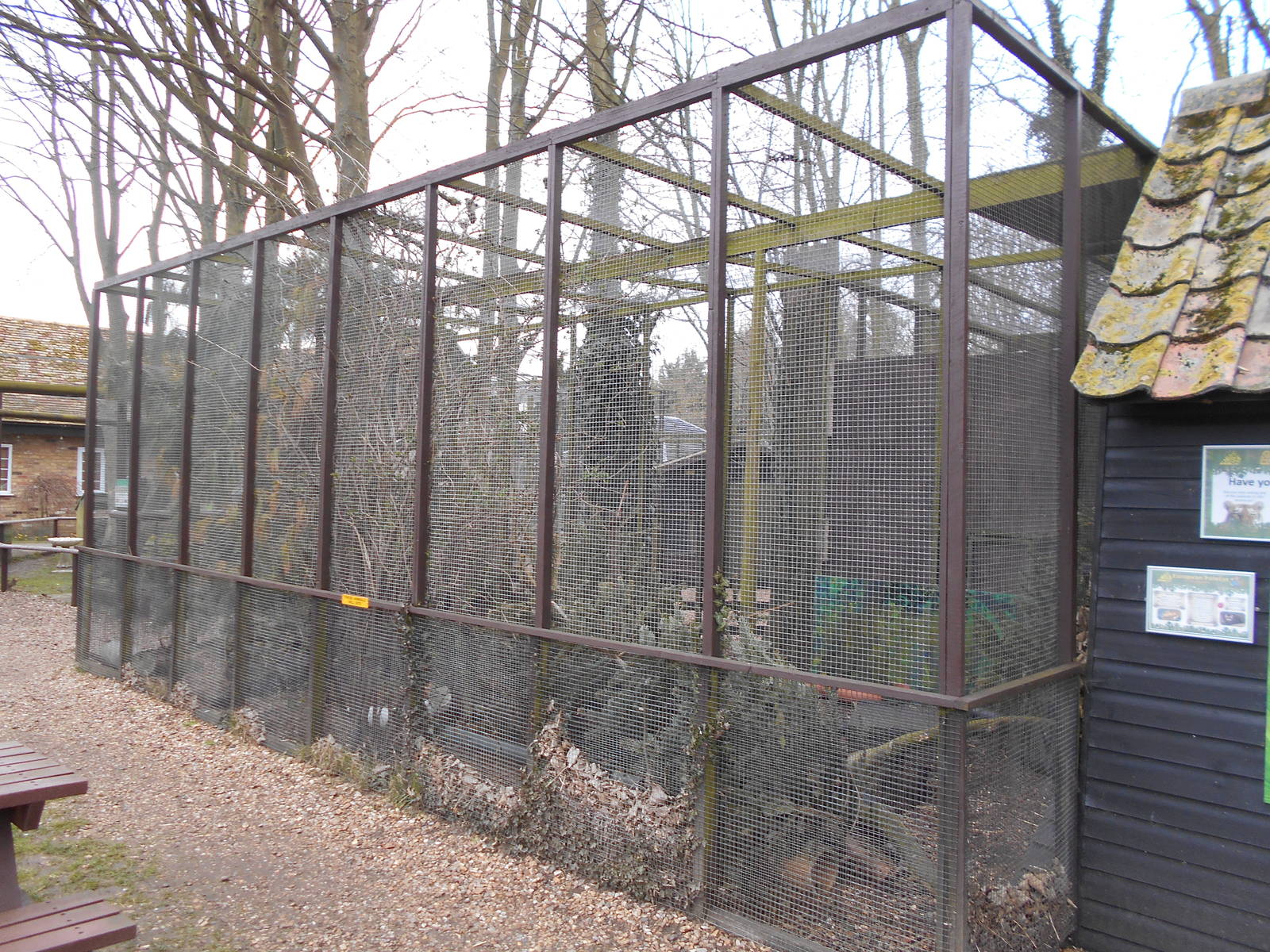 European Polecat enclosure - March 15th 2016