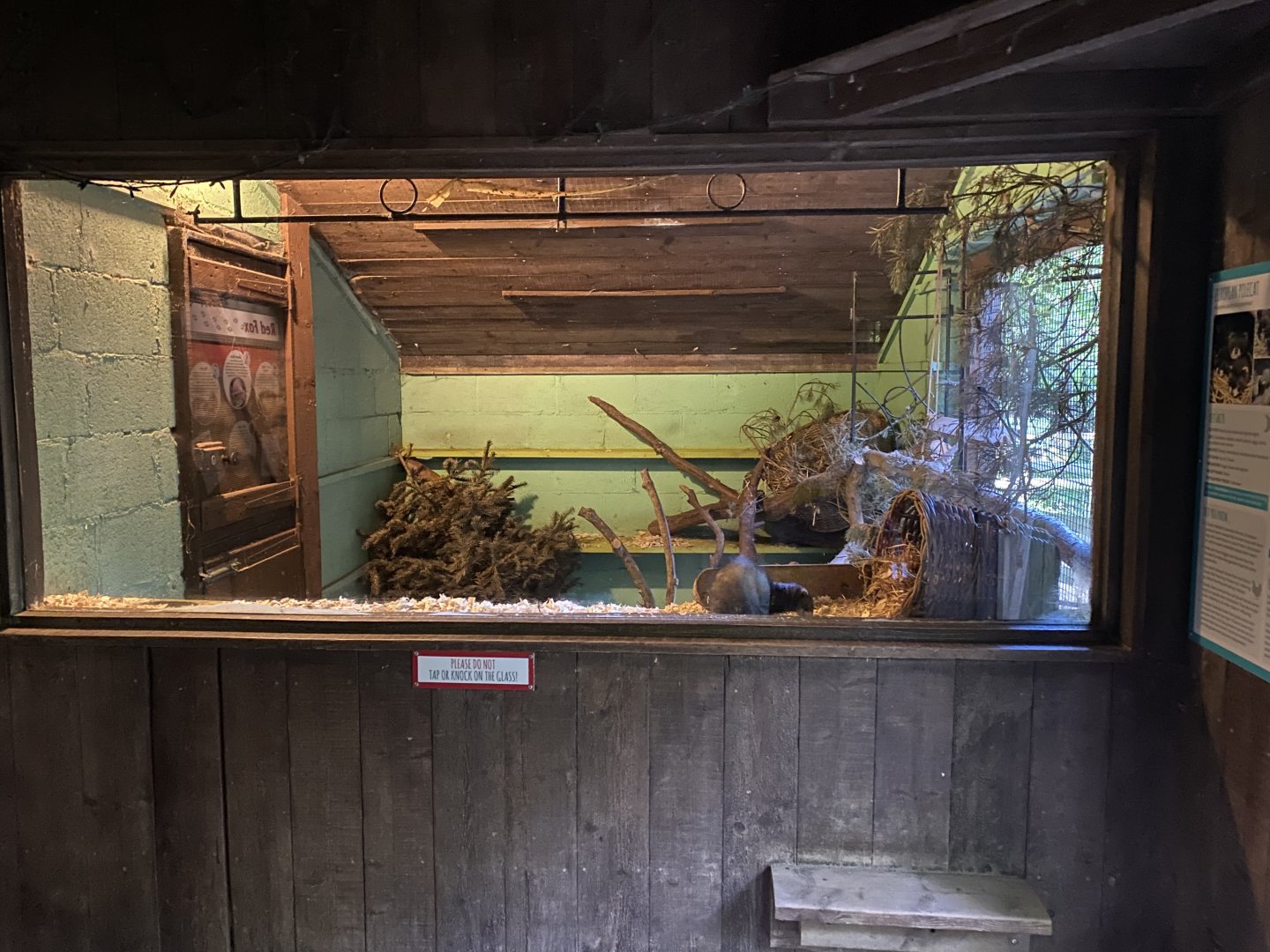 European polecat exhibit 130924