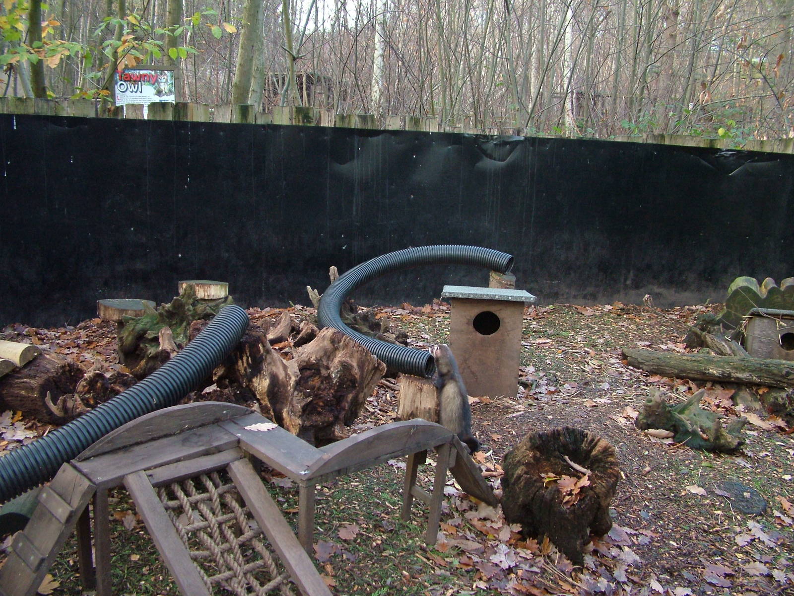 European Polecat exhibit at Wildwood 28/11/09