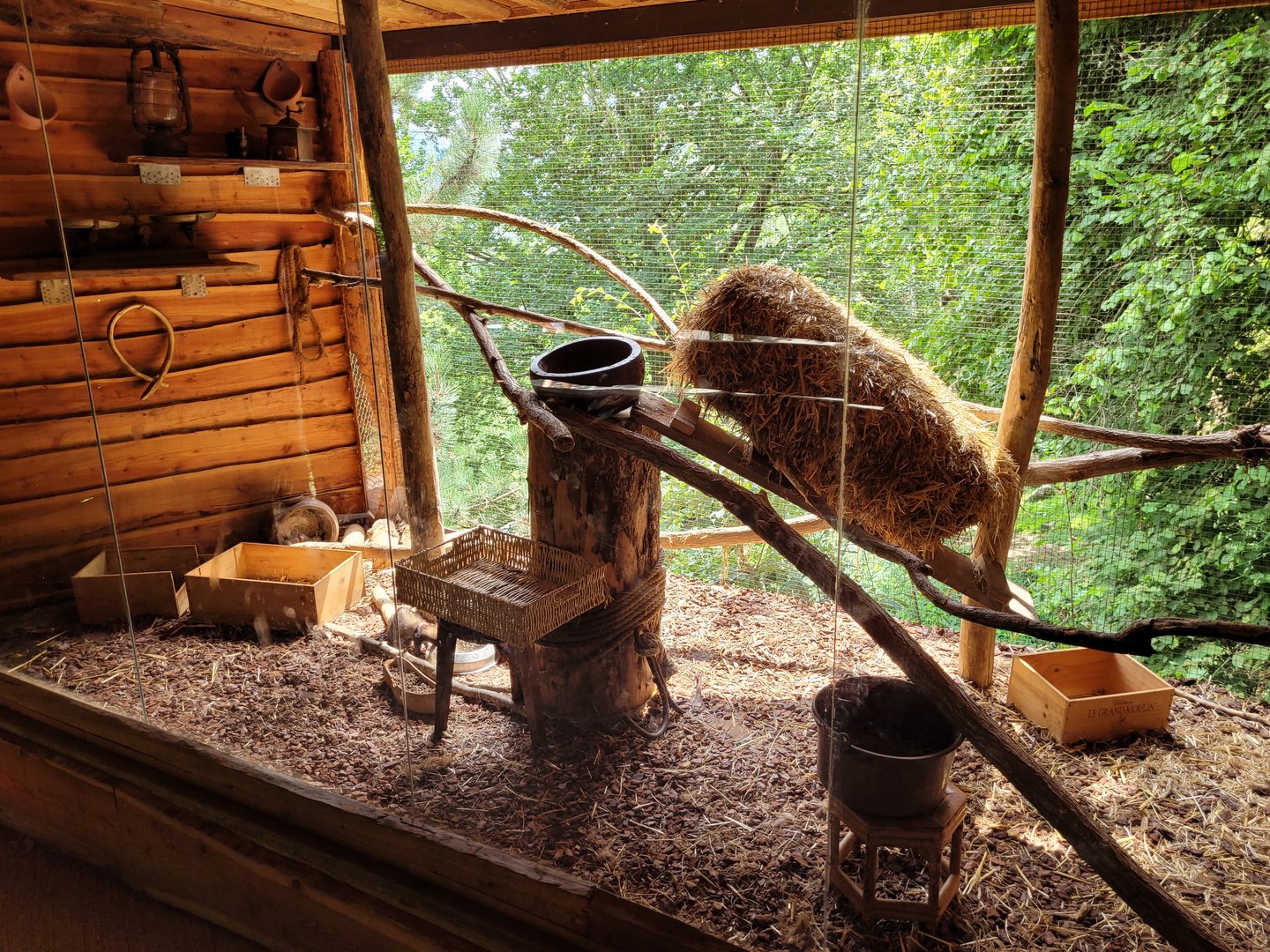 European polecat exhibit -Parc Animalier des Pyrénées (2023)