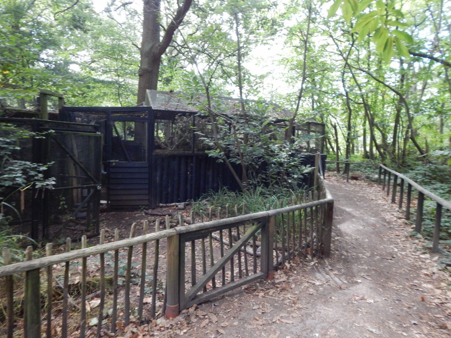 European polecat habitat 030924