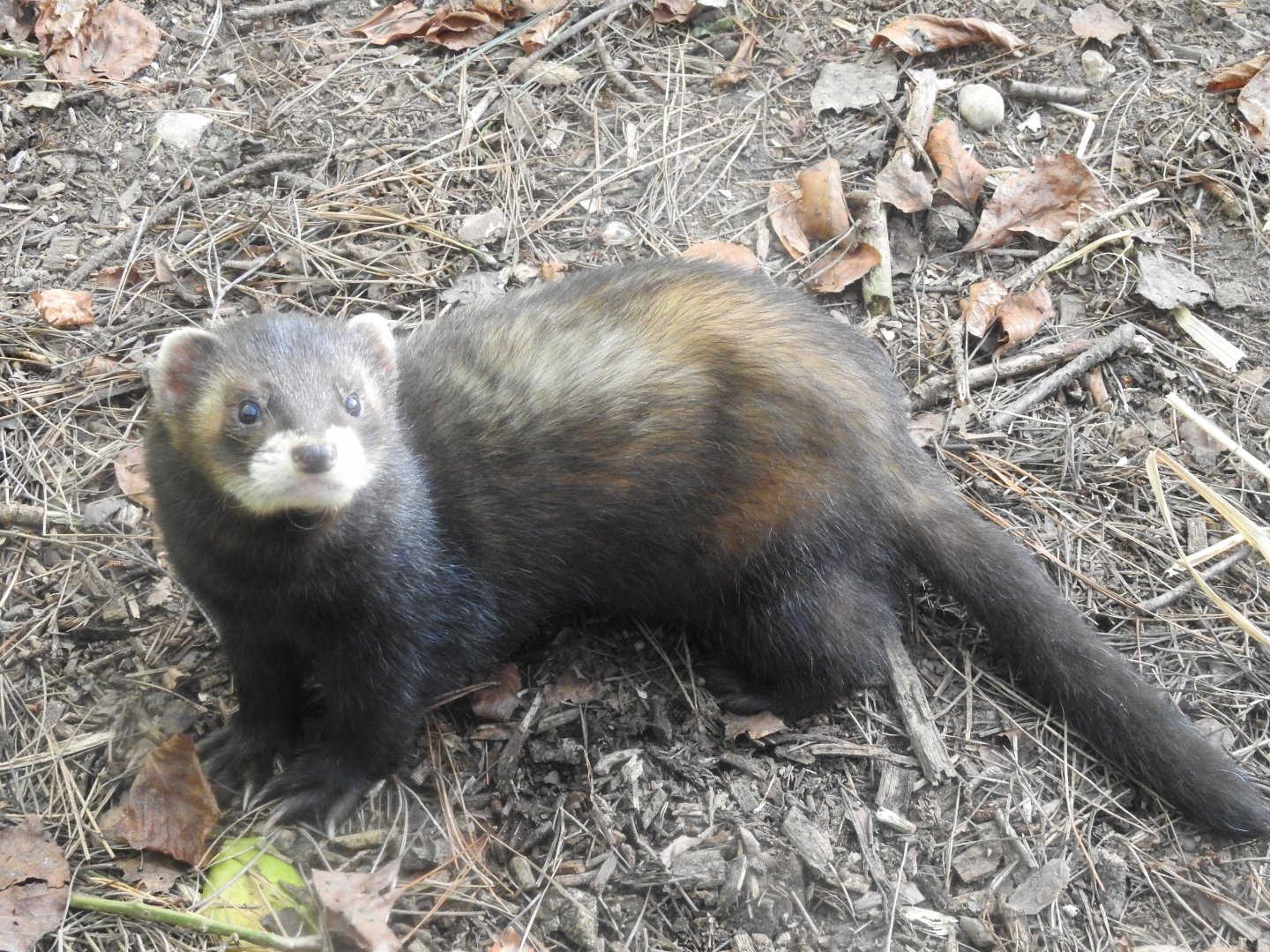 European Polecat (Mustela putorius putorius)