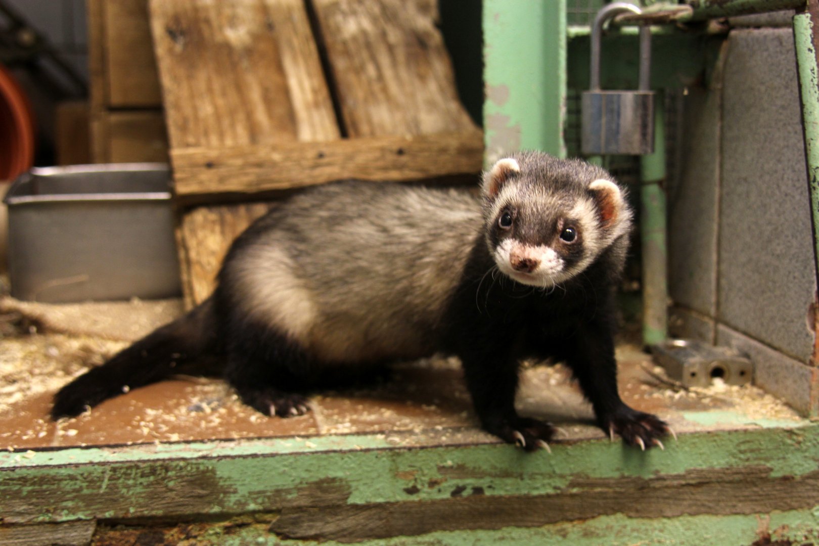 European polecat (Mustela putorius)