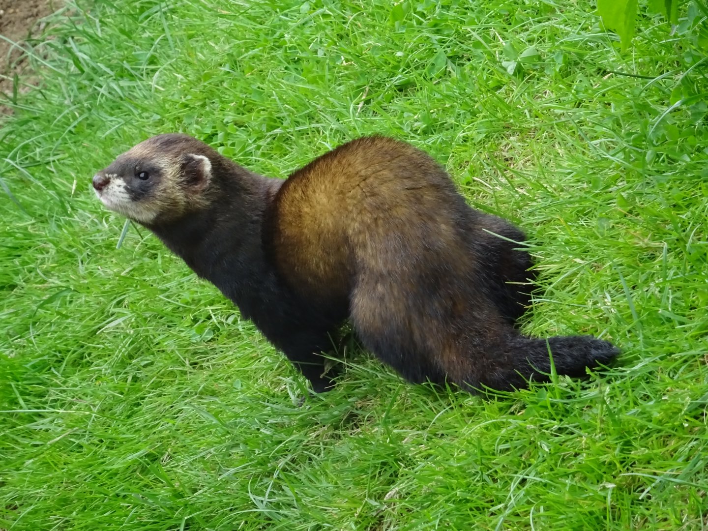 European Polecat (Mustela putorius)