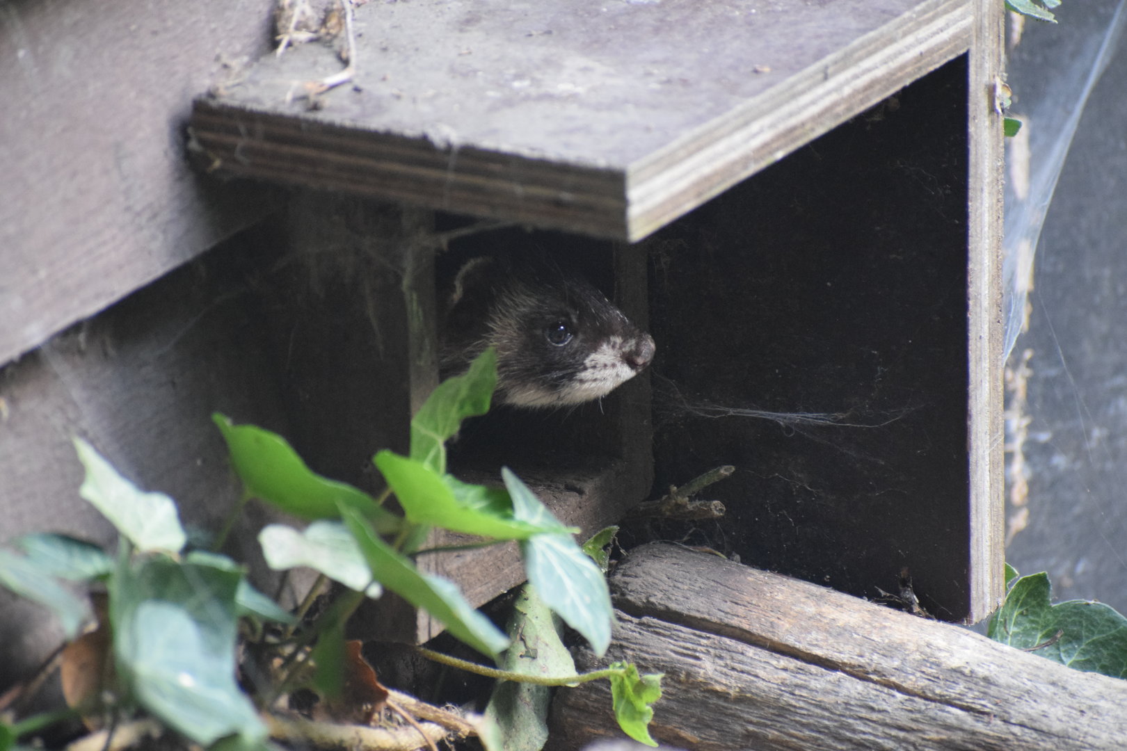 European polecat - Otter-Zentrum Hankensbüttel