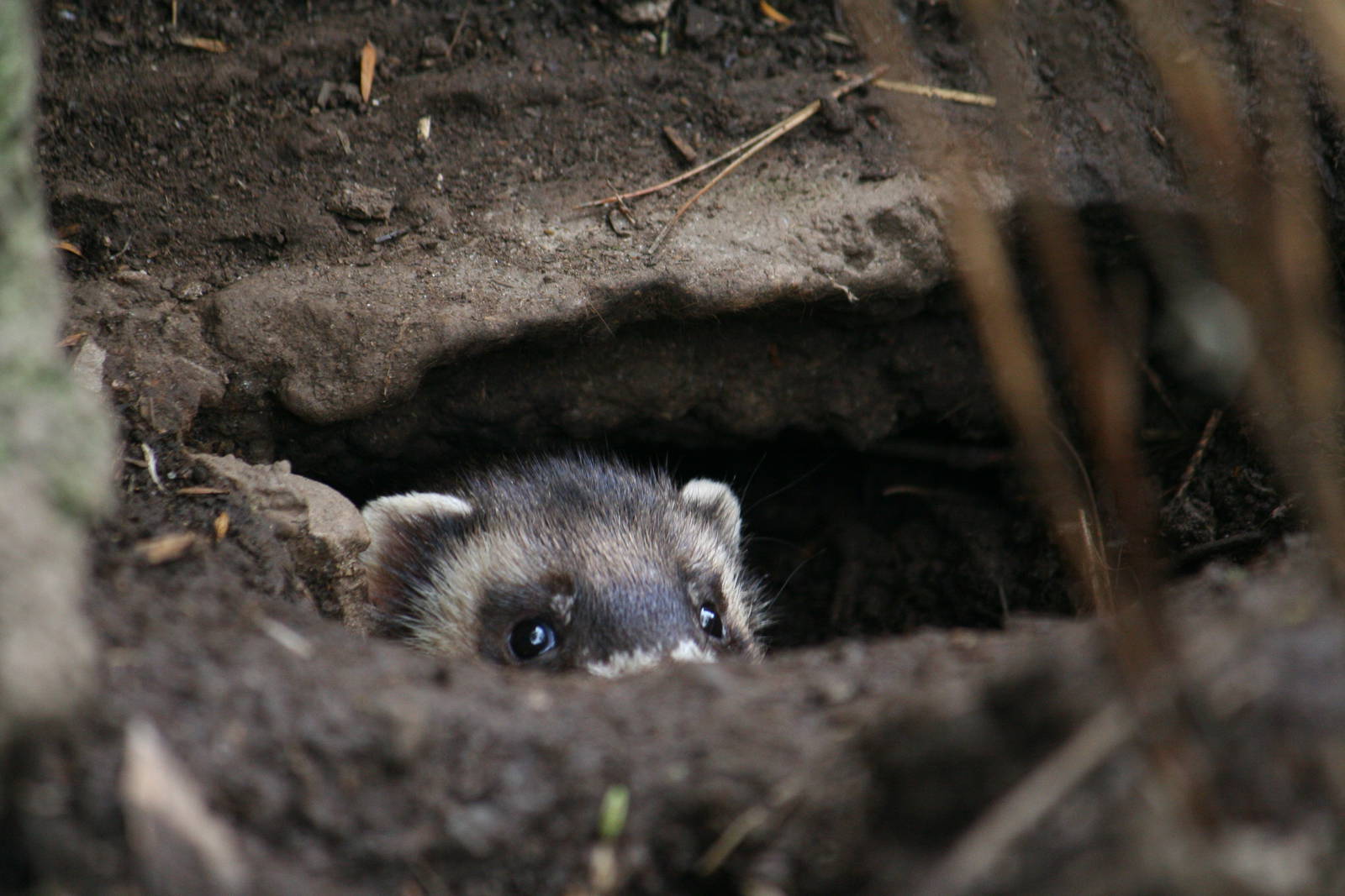 European polecat peeking