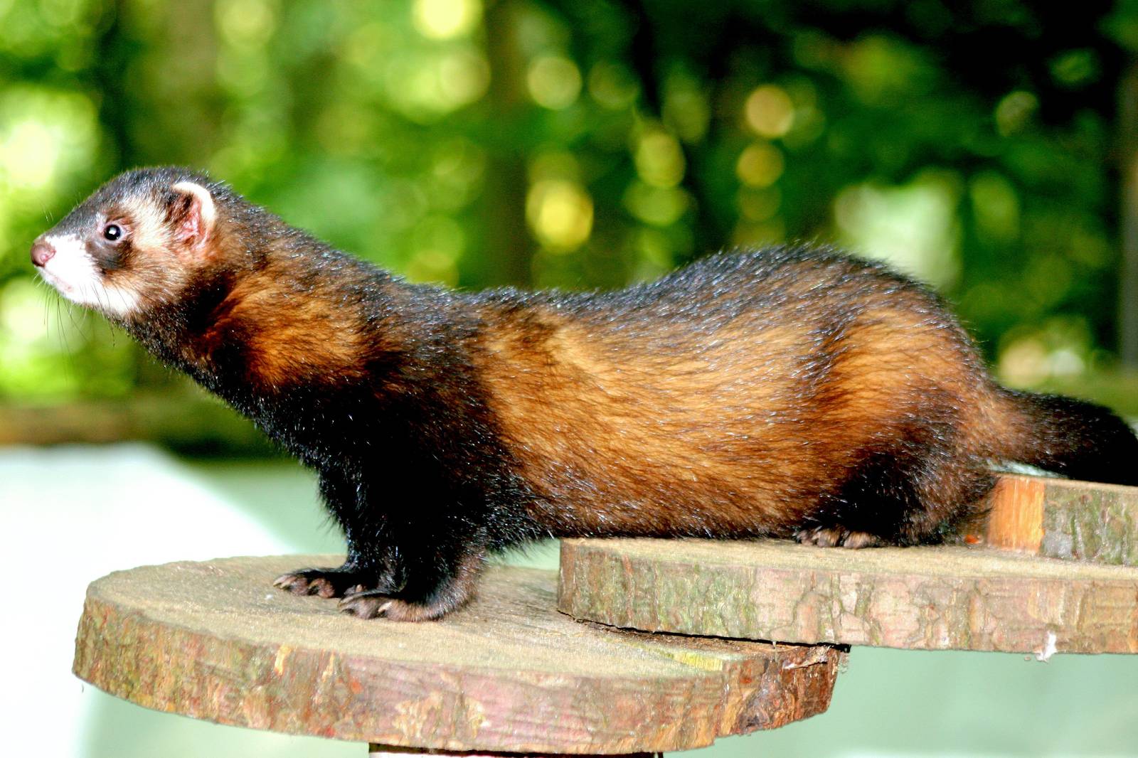 European polecat; Wildwood; 3rd October 2015