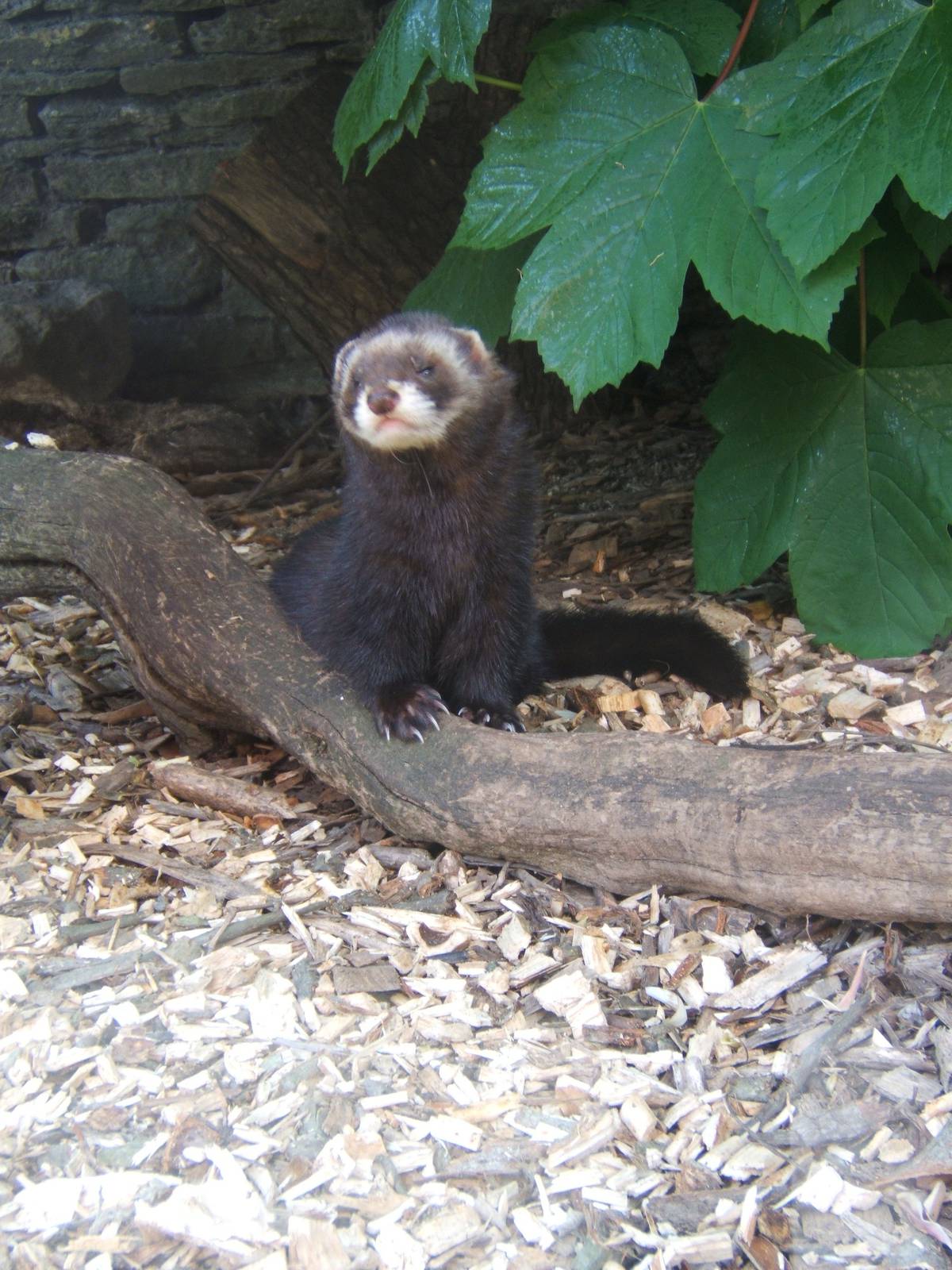 European Polecat