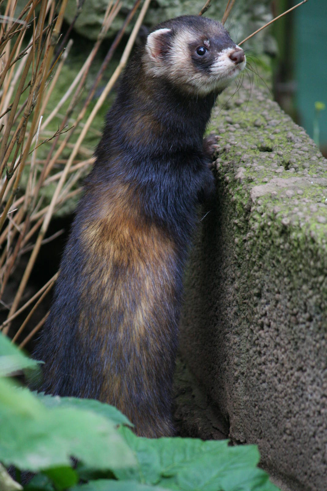 European polecat