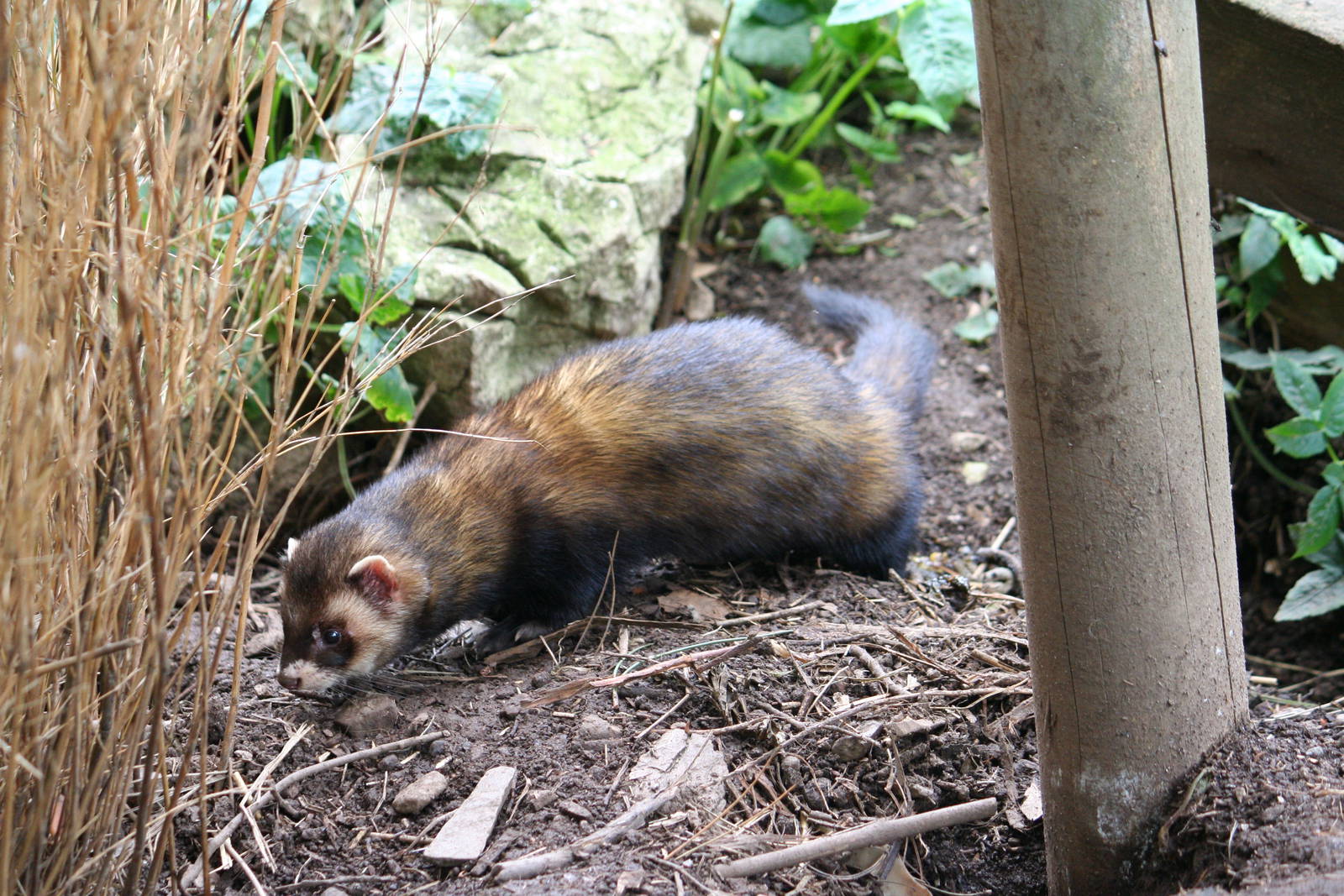 European polecat