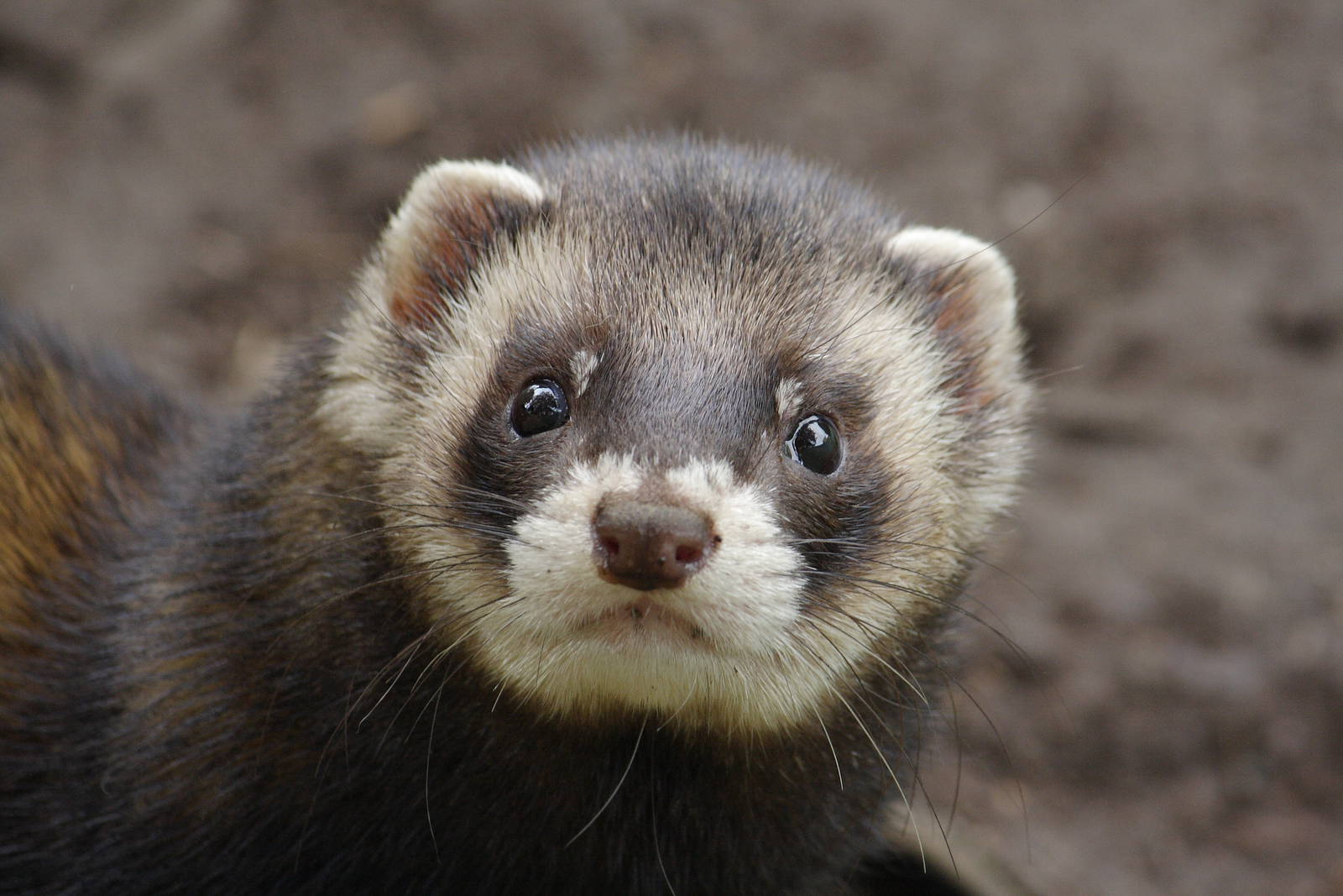European polecat