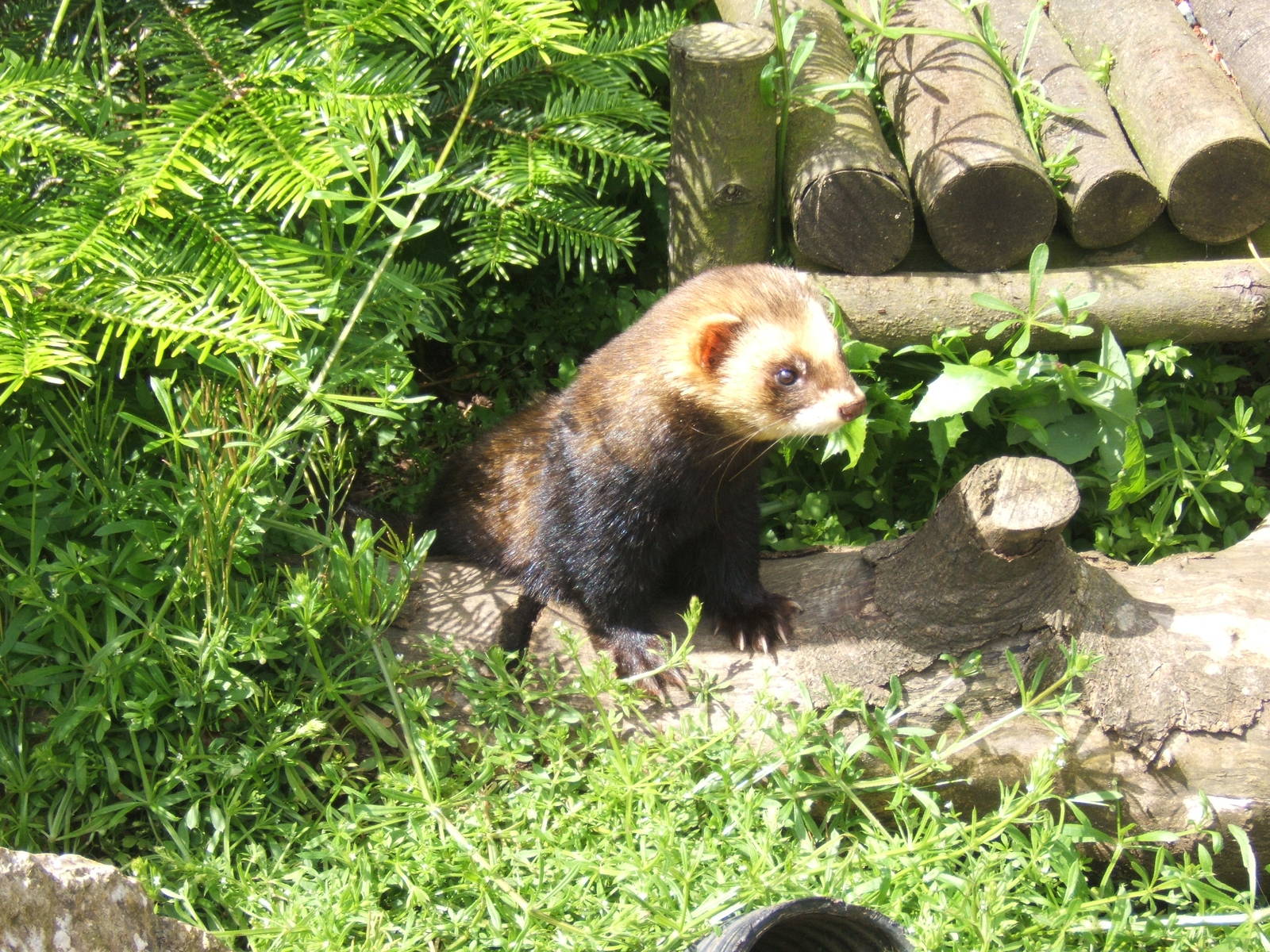 European Polecat