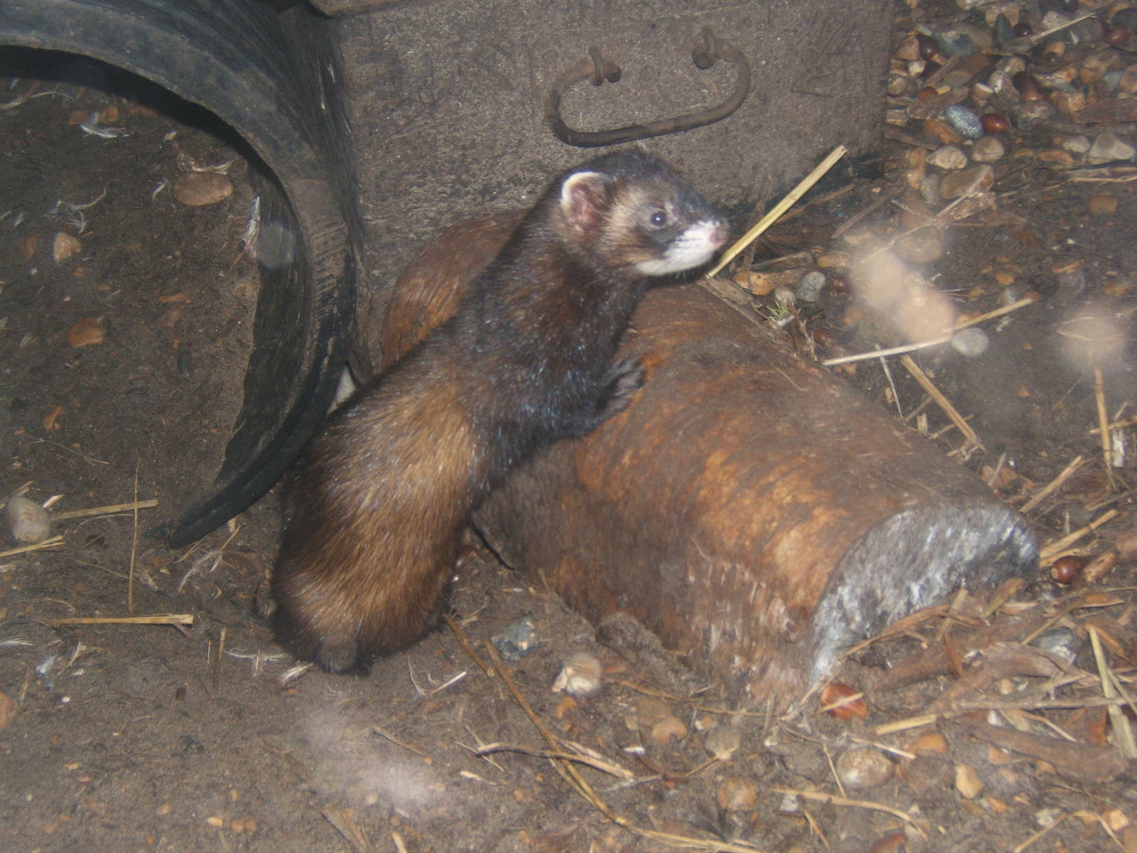 European Polecat