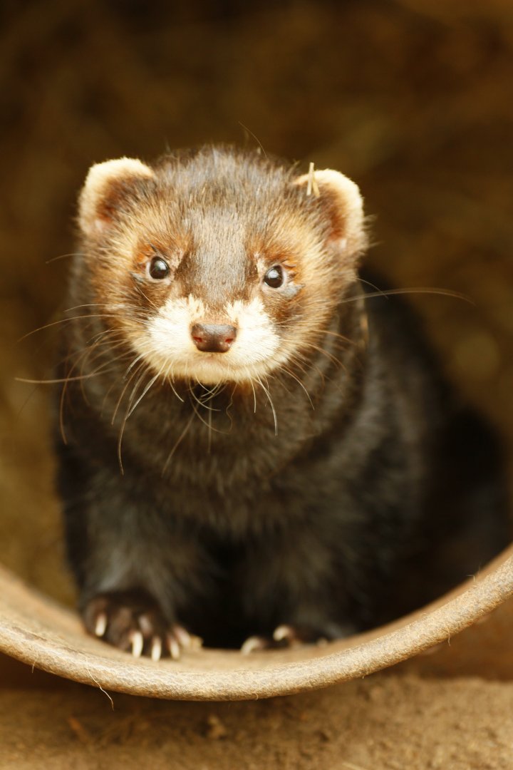 European Polecat
