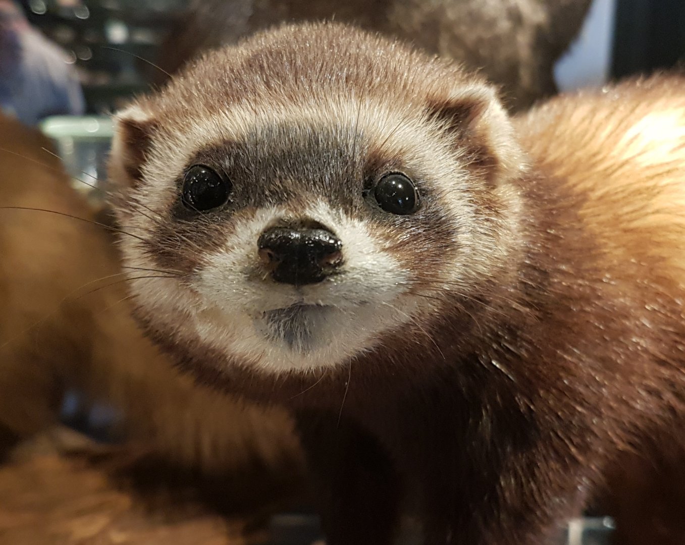 European polecat