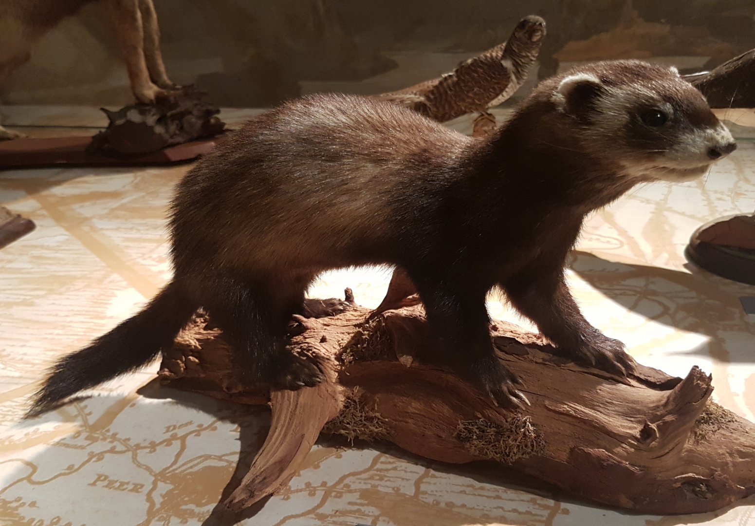 European polecat
