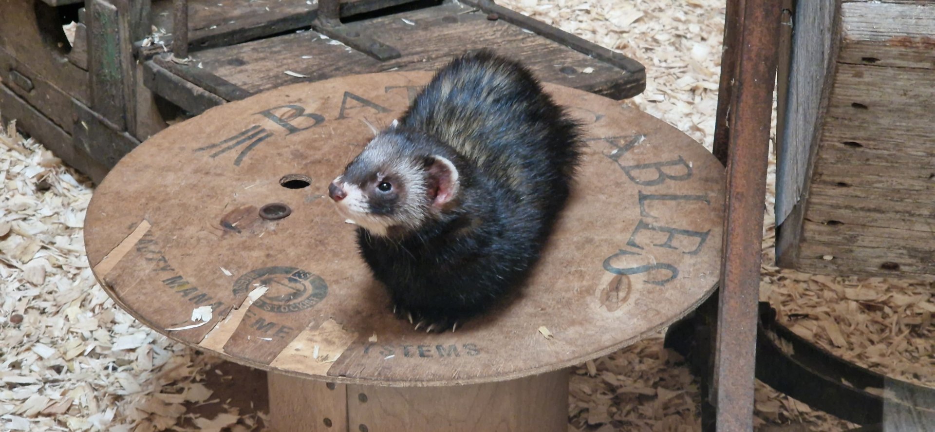European Polecat