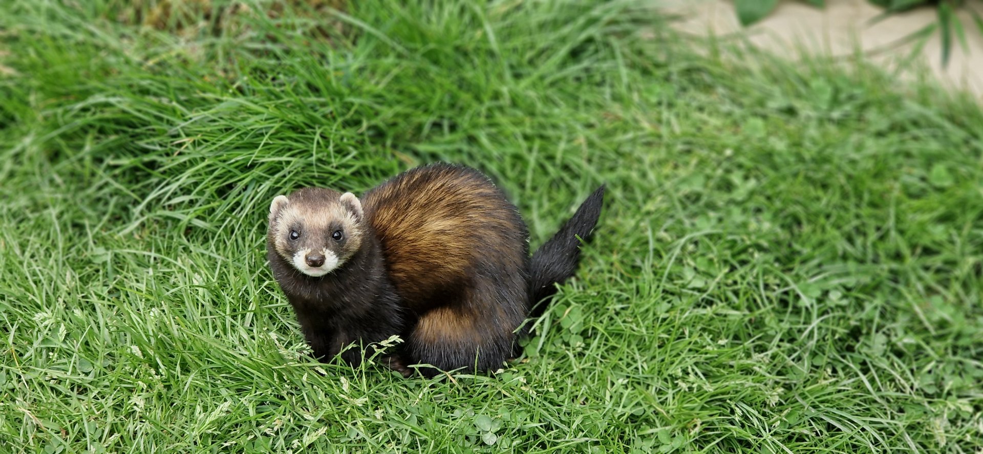 European Polecat