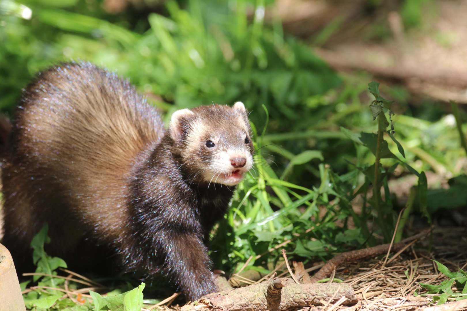 European polecat
