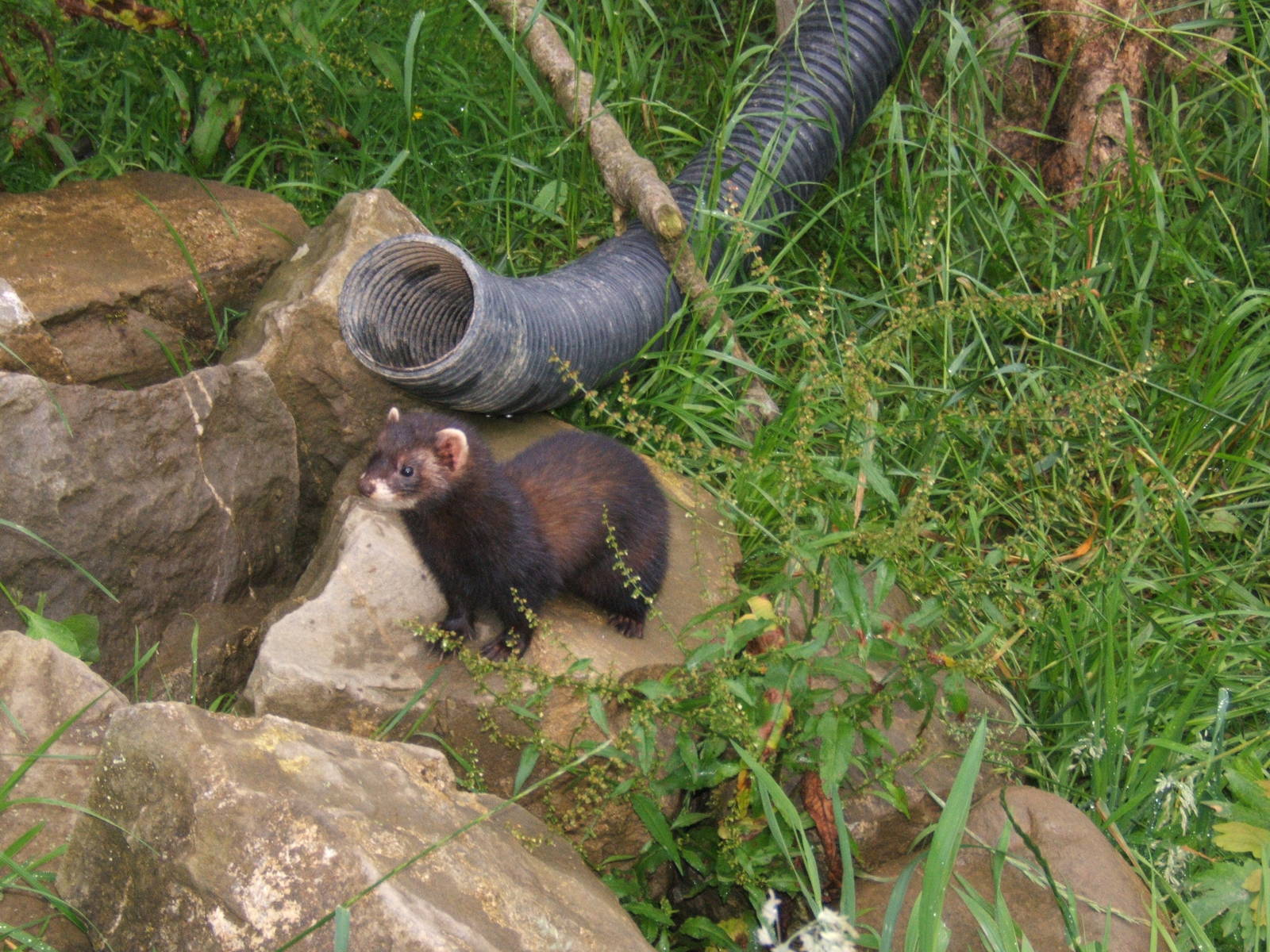 European Polecat