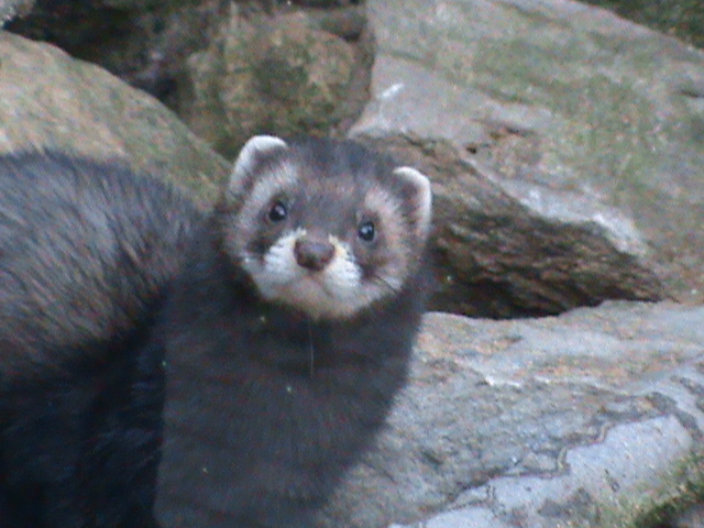 european polecat2 02/10