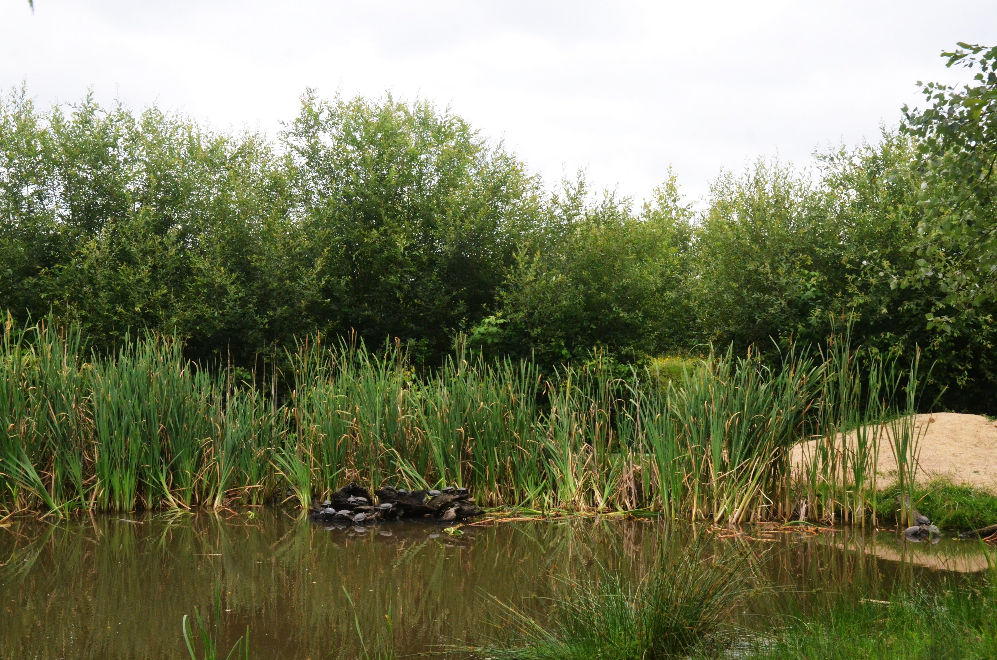 European Pond Terrapin Enclosure at Haute-Touche, 14/06/18
