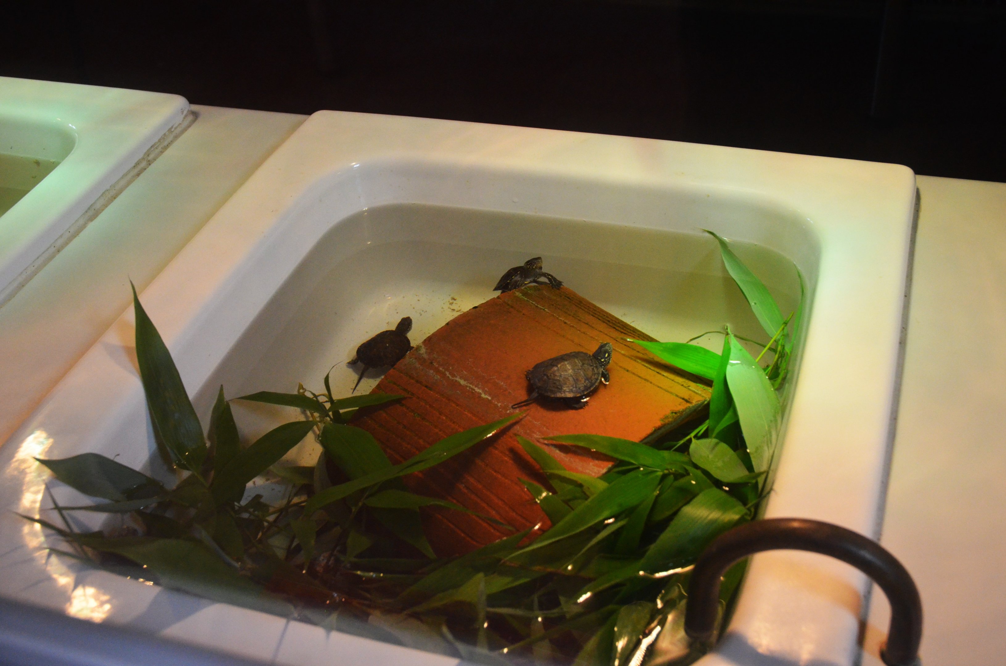 European Pond Terrapin Rearing Area at Haute-Touche, 14/06/18