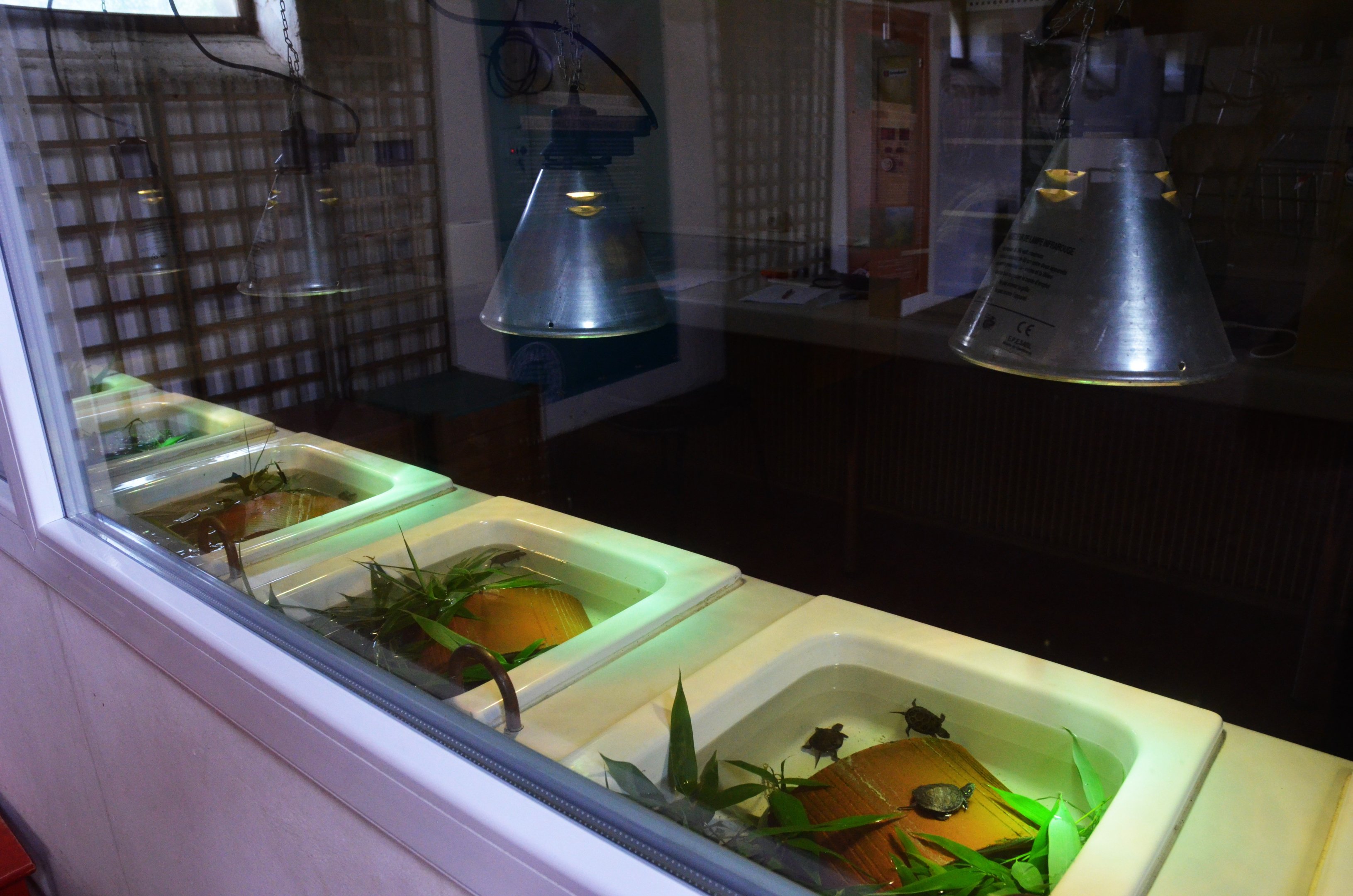 European Pond Terrapin Rearing Area at Haute-Touche, 14/06/18