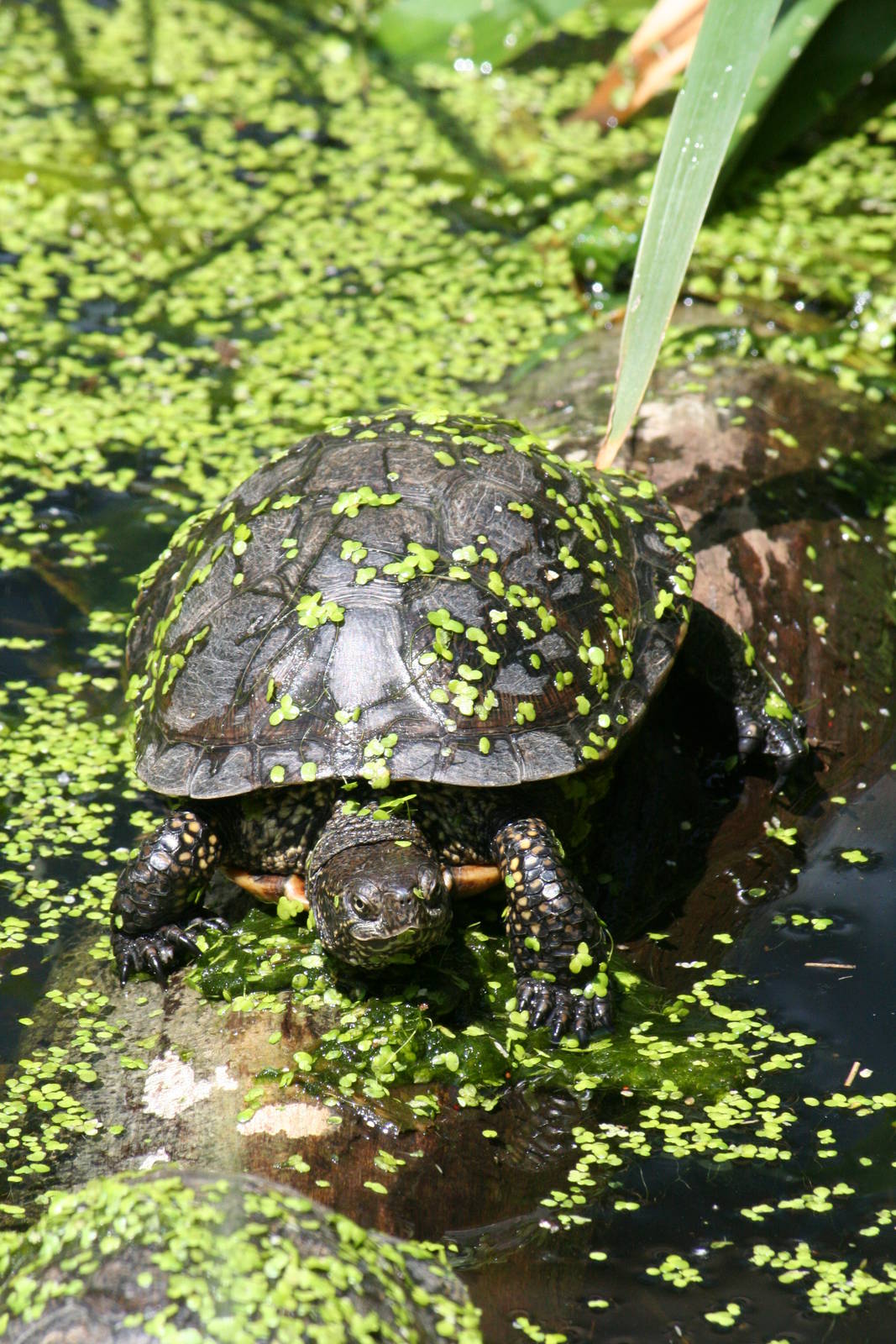 European pond terrapin?