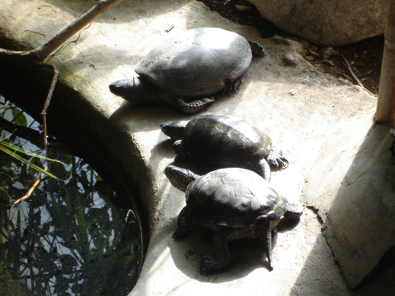 European pond terrapin