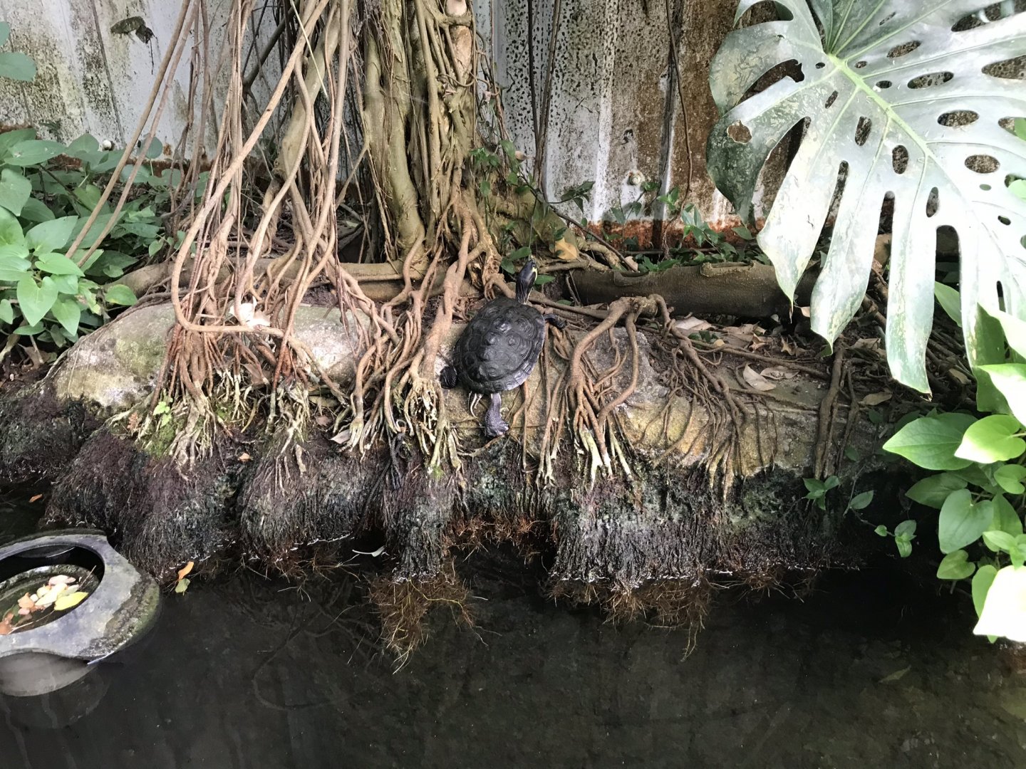 European pond turtle 070818