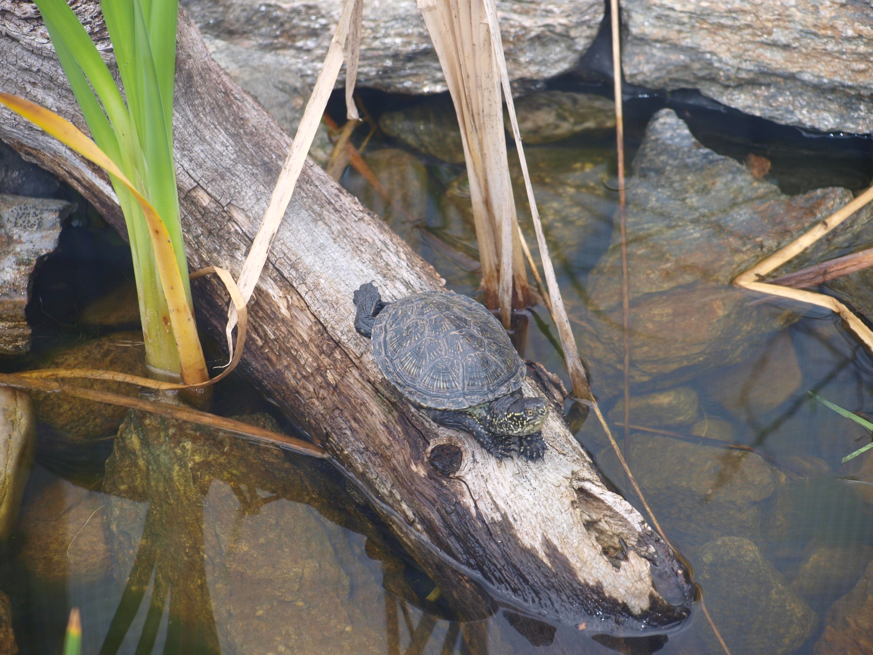 European pond turtle 2011