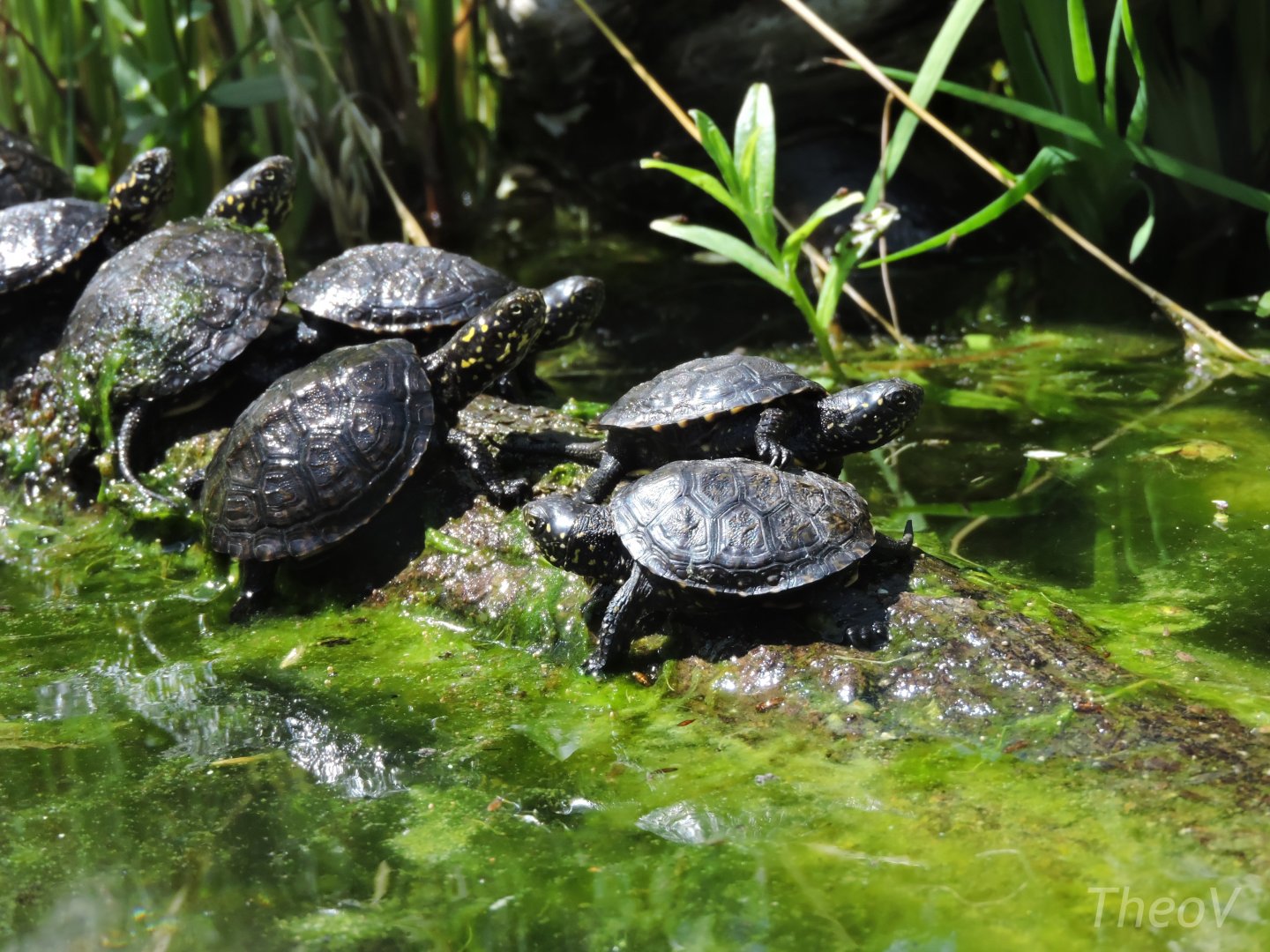European pond turtle [2017]