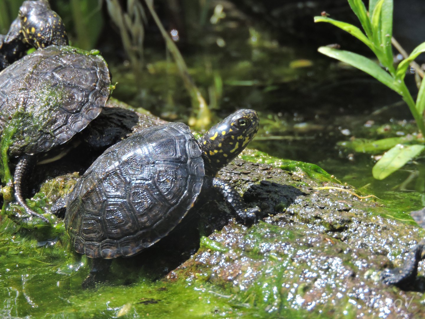 European pond turtle [2017]