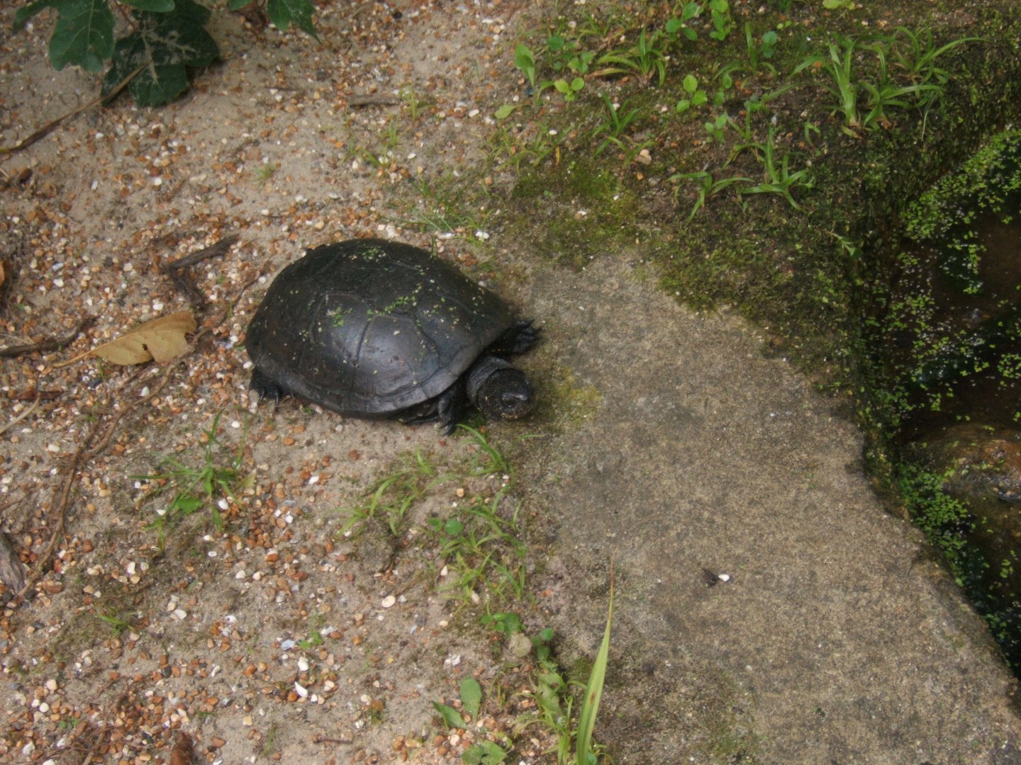 European Pond Turtle 27/08/2017