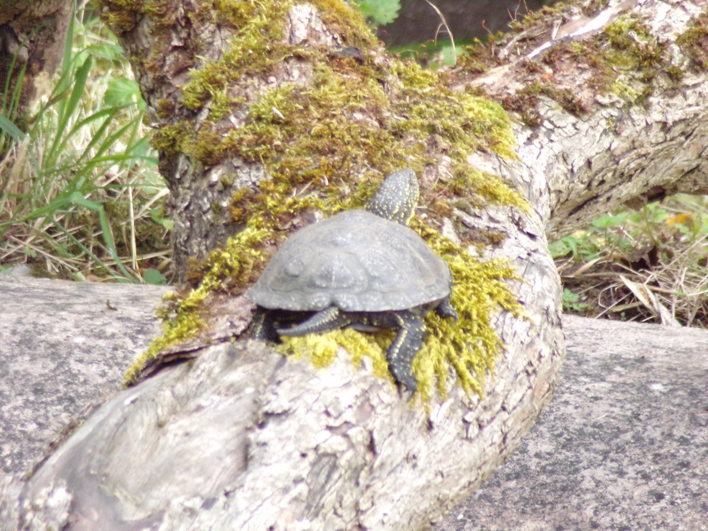 European pond turtle 7.7.24