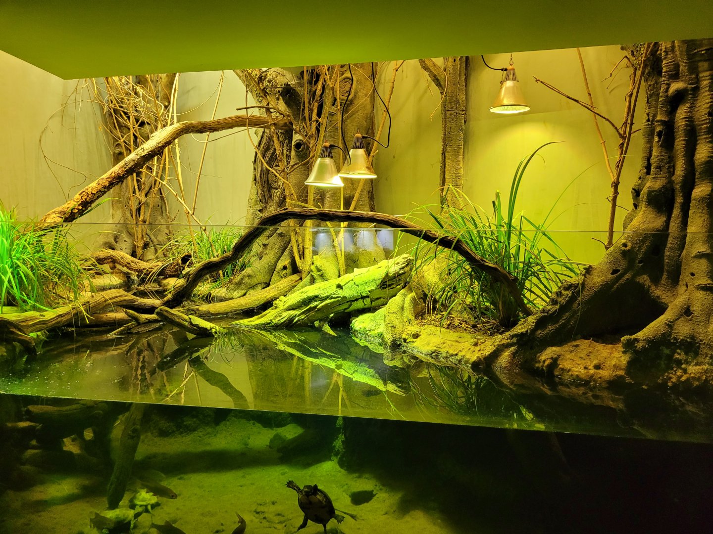 European pond turtle and Common roach exhibit -Parc Zoologique de Paris (2022)