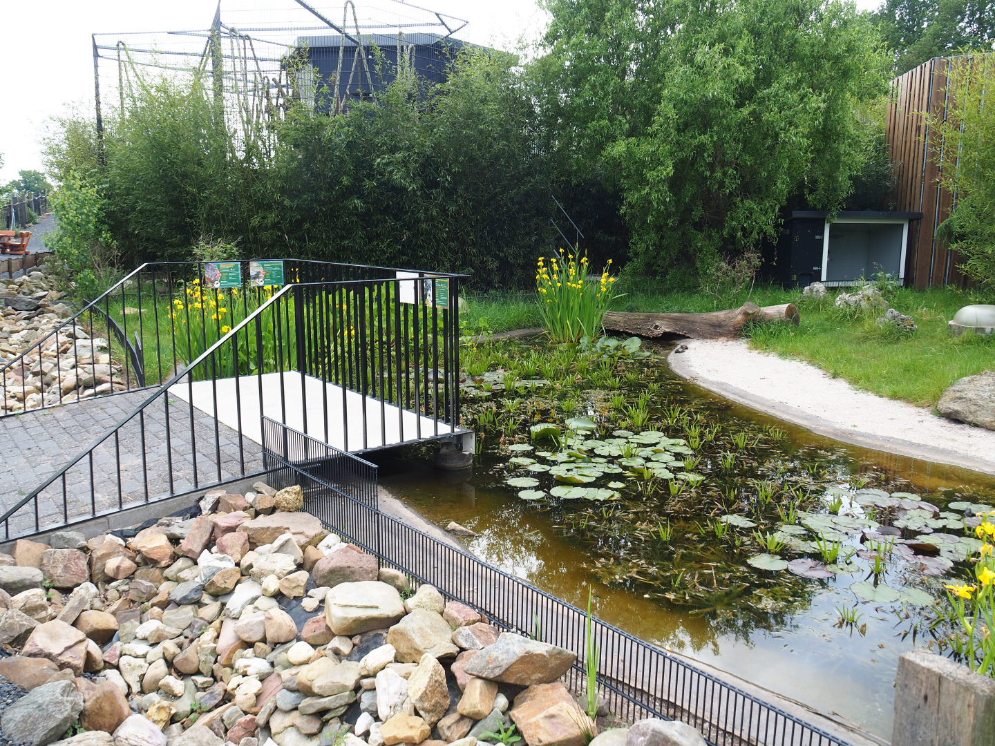 European pond turtle and Three-spined stickleback pond, 2022-05-17