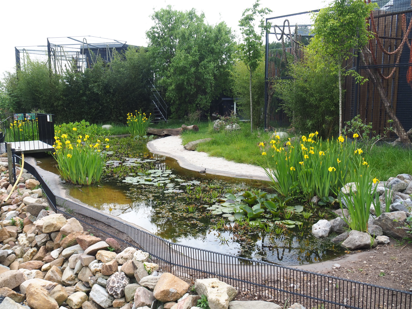 European pond turtle and Three-spined stickleback pond, 2022-05-17