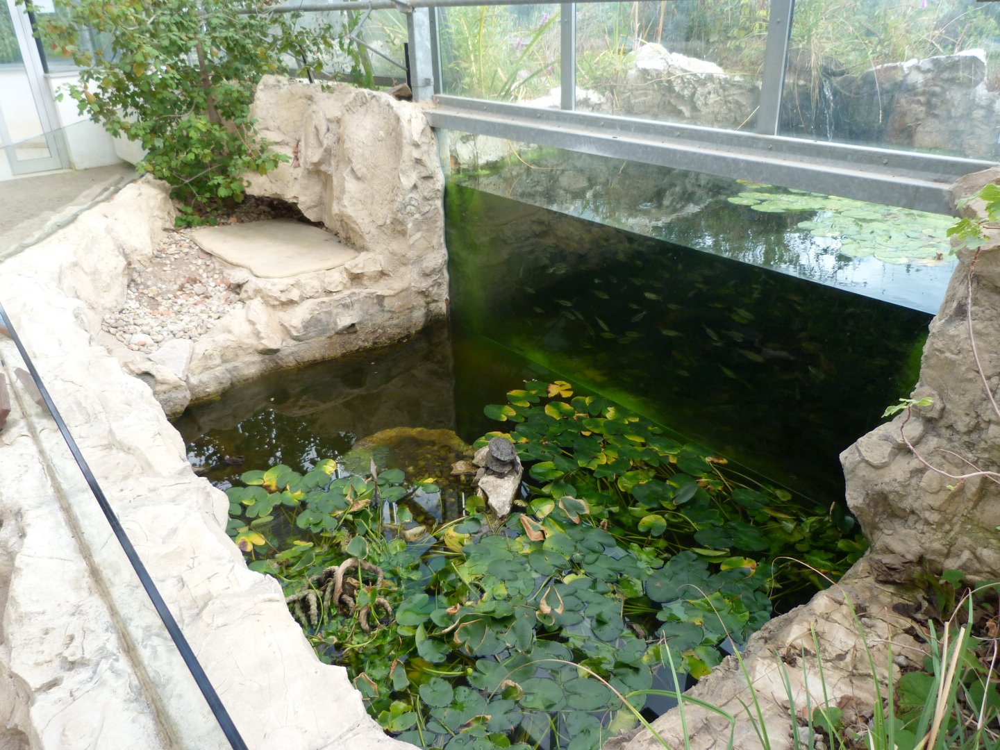 European pond turtle and Western caspian turtle exhibit -Zoo Plzeň (2025)