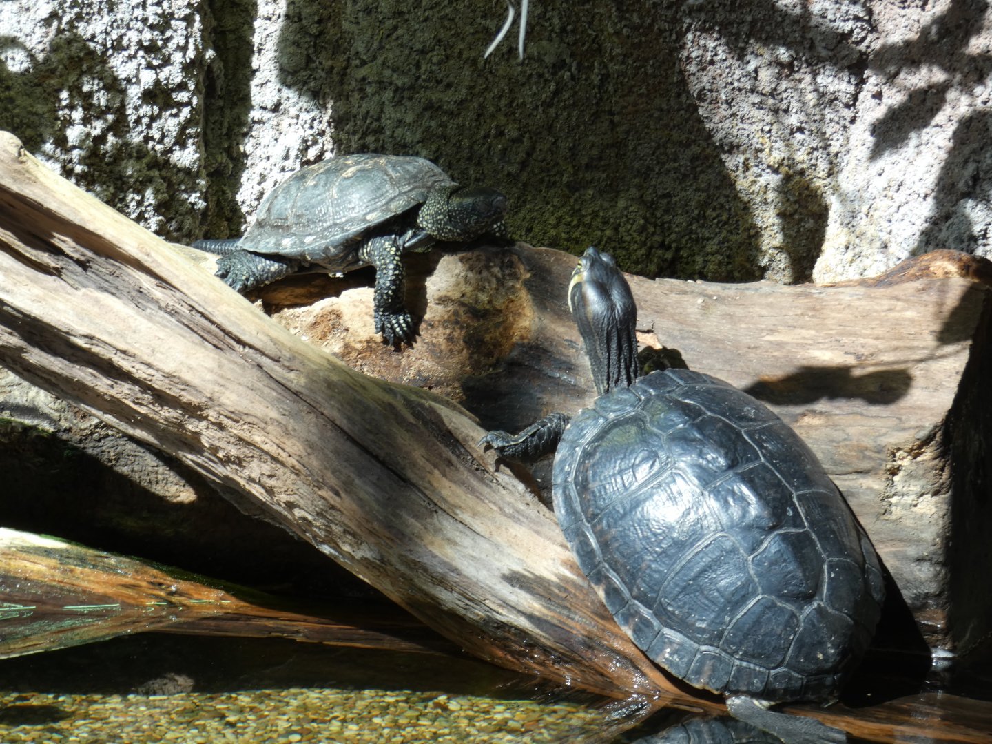 European pond turtle and Yellow-bellied terrapin